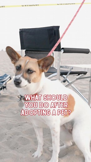 5.3K views · 292 reactions | Adding a new pet into your home can be a huge change, for them and for you! Here are our top tips for making the transition process go more smoothly, keeping your new pet happy and healthy.   | Stella & Chewy's | Facebook