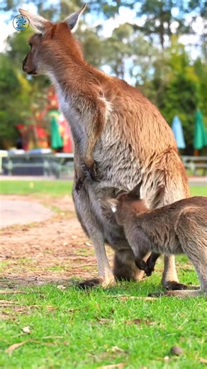 Enséñame de Ciencia on Instagram: "Así vive un canguro bebé en el marsupio"