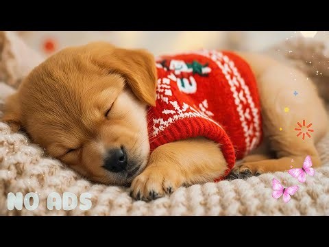 12 Hours Soft Calming Music for Dogs 🐾 Anxiety Relief & Peaceful Rest | No Ads
