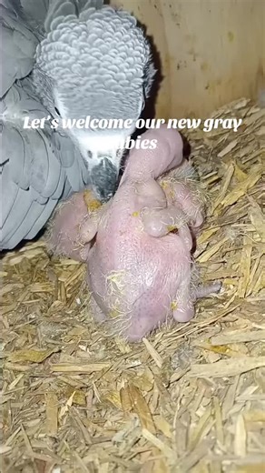 #birdslove #parrots #africangrayparrot #parrot #fyp