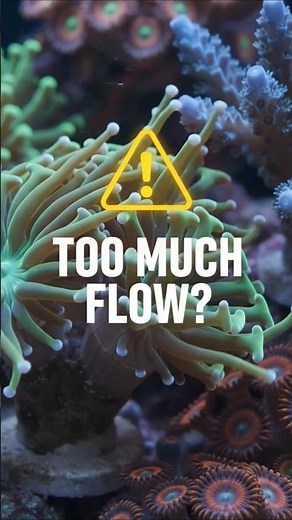 Is Your Reef Tank Flow TOO Strong? Here's How to Know! 🚨