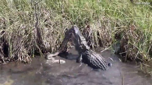 Video: Colossal snake is devoured by an alligator in Florida | Daily Mail Online