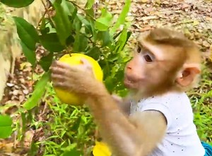 34K views · 1.9K reactions | Extremely gorgeous smart adorable Kaka happy harvest fruits first time | Genius Kaka | Facebook