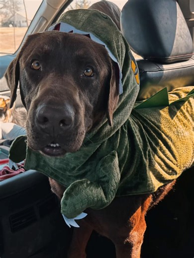 #CapCut #photos #cat #dog #photography