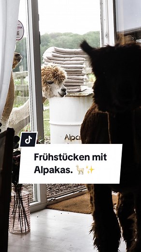Frühstücken mit Alpakas in Büsum: Ein entspannendes Erlebnis