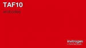 TAF10 antibodies from Thermo Fisher Scientific