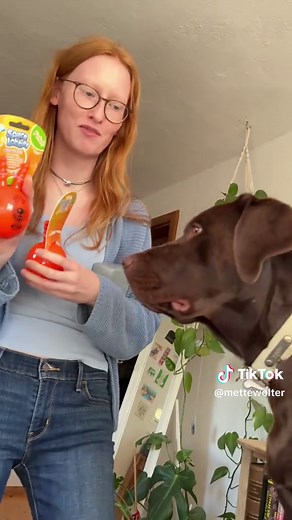 Funny Labrador Dog Compilation