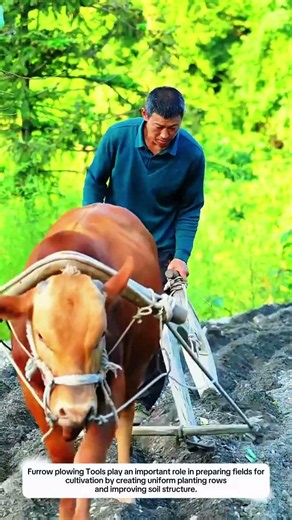 Furrow Plowing Tools Create 12-Inch Planting Rows with Animal-Powered Soil Preparation