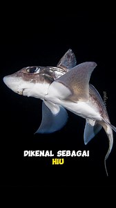57K views · 1.2K reactions | Chimaera (Hiu hantu/ghost shark) - Ikan laut dalam yang terlihat seperti hantu ikan⁉️ | Tag: #hiu #hiuhantu #ghostshark #chimaera #sharks #wildlife #wildlifephotography #faktaunik #faktamenarik #faktaunikhewan #reelsvideo | Porco Project | Facebook