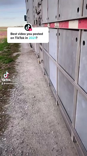 Discover the Adorable World of Baby Pigs