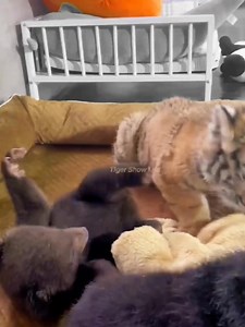 154K views · 5K reactions | The tiger cubs appear very friendly.#Lovely #tigercub #babytiger #tigers #mylovingtiger | Tiger Show Life | Facebook