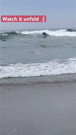 Watch what happens - Crazy waves at the pier + surfer gets a fun ride!