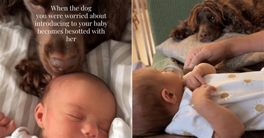 Dog Meets Baby for First Time and His Reaction Is Beautiful