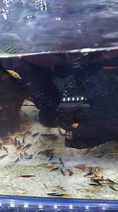 Amano Shrimp Cherry Shrimp Blue Shrimp Yellow Black Chocolate shrimp | Golden FISH Store