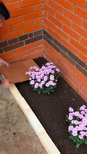 Blooming Secrets: What Your Flowers Wish for! | 123 GO