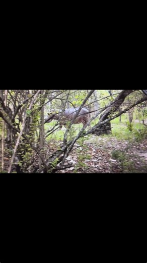 Select Worldwide Hunting Safaris on Reels