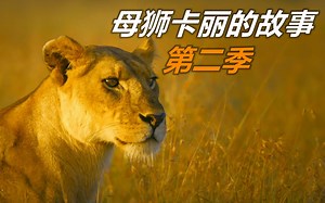 母狮卡丽的故事第二季，超级精彩！