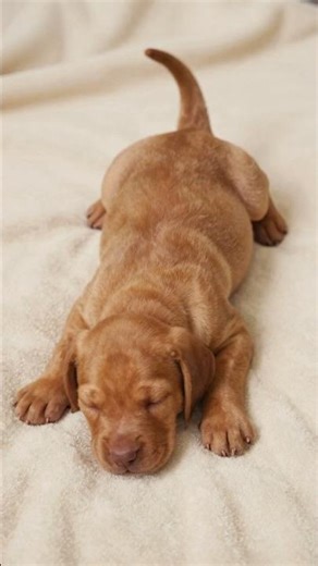 Vizsla Evolution: From Golden Puppy to Athletic Hunter! 🇭🇺🐾