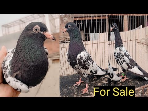 Homebreed Pigeon For Sale Quality Ki Guranttee Ho Ge💯