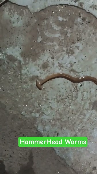 Hammerhead Worms #worms #earthworm #alien #alienearth