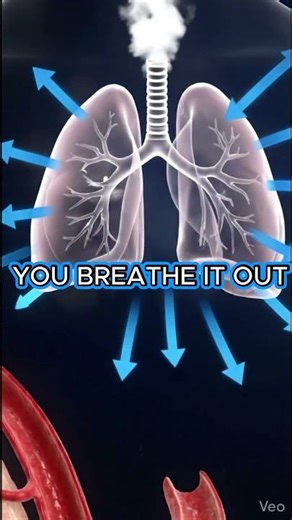 🌬️ The Exhalation Secret: Where Does Your Body Fat Actually Go? (Hint: It’s Not Sweat!)