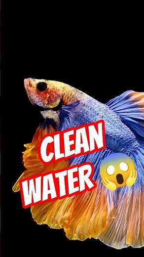 Betta Fish Fin Rot Prevention (Do This First!)😱