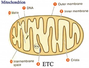 cell organelles