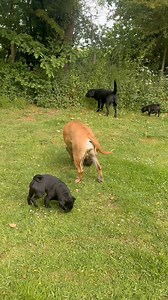 This is something that confuses most dog owners! And can blur the owners perspective of the issues their dog is having! When your dog is a puppy or new to you…they figure out who is in their pack, like the circle of trust! And that will be permanent members of your household but will also extend to friends, family neighbours and frequent visitors that your dog will accept. This also applies to family dog who aren’t permanent pack members but who visit with their owners who are known to you. Your