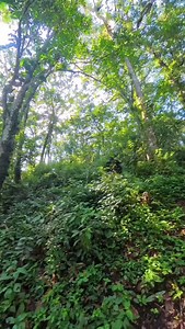 Silverback Charging ! What's the best Gorilla safari package in Uganda & Rwanda? Choosing between Uganda and Rwanda Used to stress me out - too many options ,not enough Clarity.But hard the truth.The 3 - day trek hits fast. The 8 - day safari ,10 - day safari,12 - day safari ,15 - day safari pure magic for explorers who want a full wild experience. Remember Visiting the gorillas directly supports conservation efforts and population growth For booking or inquiries Email: info@ovacadoadventures.co