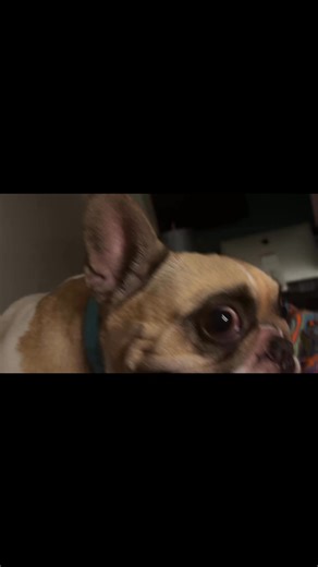 Laying In bed cooperating in bed still I lots of pain from my car accident. With my crazy puppy, Little Cohen. | Michael Adam Cohen