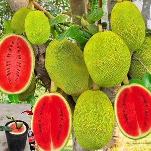 567K views · 9.2K reactions | New unique technique for propagating jackfruit trees in ripe watermelons yields fruit 100% fast | Tree Garden | Facebook