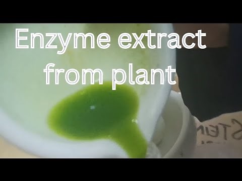Plant Enzyme Extraction Demystified :Step-by-Step Recipe Revealed