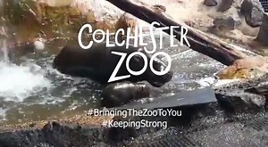 Our hippo calf is nearly 2 weeks old and earlier this week she enjoyed her first dip in the pool with mum Venus! Not only is she now enjoying the water but the Animal Care Team have named her - introducing Zalika! 😍#Swimming #Hippo #Baby #BringingTheZooToYou | Colchester Zoo