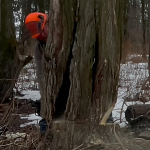 Unexpected Tree Fail #treefelling #firewood #logging #failure