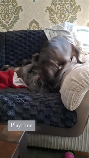 #husbandandwife #MarkandLisa #frenciesoftiktok #dogsoftiktok #staffiesoftiktok @Lisa Alexandra Thorn 🇬🇧 Hull Stormy flying over Tykes head this morning x