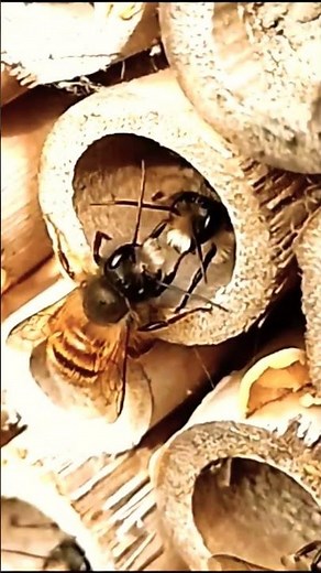 Red Mason Bee (Osmia bicornis)
