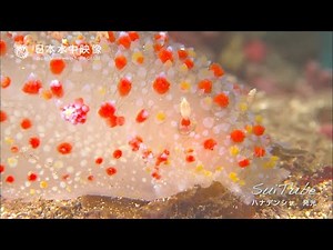 【発光生物】光るウミウシ ハナデンシャ "Kalinga ornata" / a very rare luminescent sea slug【Bioluminescence】
