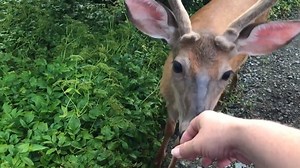 112K views · 1.8K reactions | These pets are proof that literally anyone can get along. | Animal Tales | Facebook