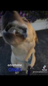 New England Lab Rescue on Reels | Facebook