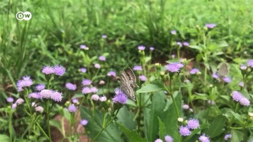 102.3 KISS FM on Instagram: "How a ‘bee run’ is creating a buzz in Uganda The Kampala Bee Run raises awareness about the importance of pollinators like bees for biodiversity, and encourages people to protect them. Plus, it’s fun! #ecoafrica"
