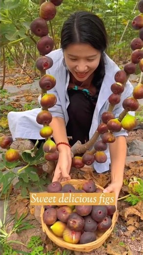 Amazing sweet & delicious ripe figs harvest from Farm | Yummy fruits 👌#fruit #harvest