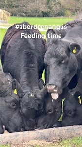 Aberdeen Angus feeding time #cows