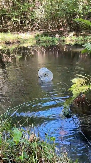 111K views · 1.4K reactions | Making bottle fish trap 瘝  #fishing #trapping #ruralliving #fish #usa | Gettiz | Facebook