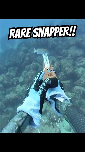 Massive Dog Snapper Catch