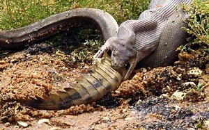 Chilling photos: Massive crocodile is swallowed whole by python