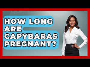 How Long Are Capybaras Pregnant? - The Wild Life Explorer