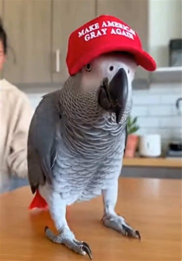 My Bird's Hilarious Dance to Trump's Favorite Song