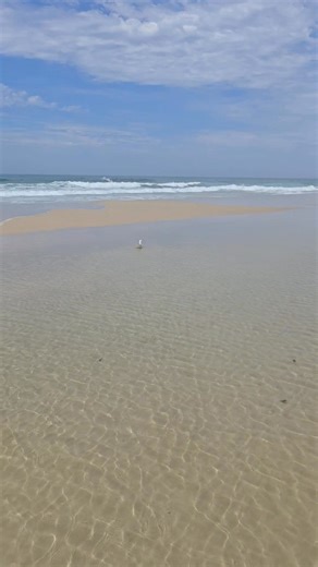 25 reactions · 10 comments | Brian C. Gull is utilizing his water aerobics training, specifically deep water running, in the lagoon prior to attempting ocean dives, having completed his lifeguard duties for the day, which is a truly commendable achievement. Steven C. Gull will be joining him later. | Lizzie Wagner | Facebook