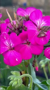 Geranium flowers, Pelargonium. #nature #ukflowers #flowers #garden #flowerplants #uk #flowergarden