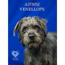 STOCKTON, CA - Schnauzer (Standard). Meet VANELLOPE a Pet for Adoption - AdoptaPet.com